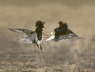 Ruff fighting on lek