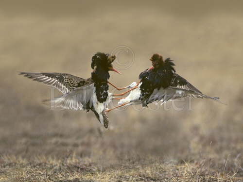 Ruff fighting on lek