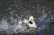 Long-tailed Duck washing