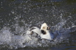 Long-tailed Duck Washing