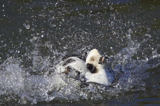 Long-tailed Duck washing