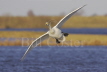 Whooper Swan