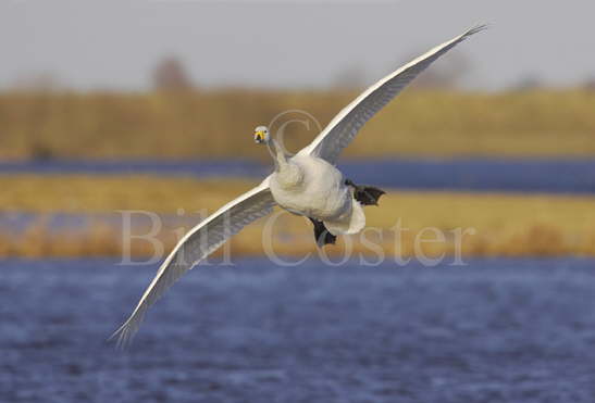 Whooper Swan Flight