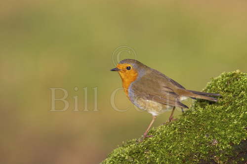 Robin