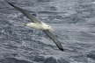 Wandering Albatross