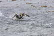 Falklands Flightless Steamer Duck