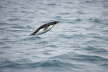 Macaroni Penguin porpoising