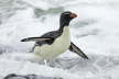 Rockhopper Penguin in Surf