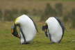 King Penguin Pair