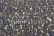 King Penguins