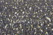 King Penguin Colony