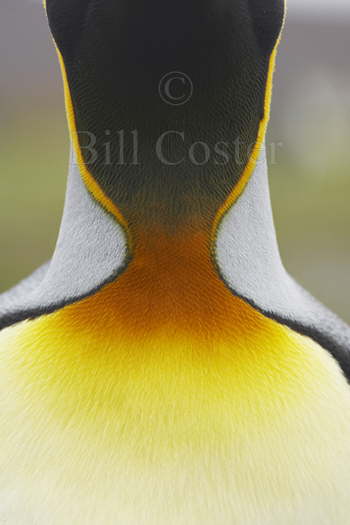 King Penguin neck