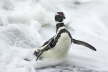 Magellanic Penguin in surf
