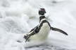 Megellanic Penguin Coming Ashore