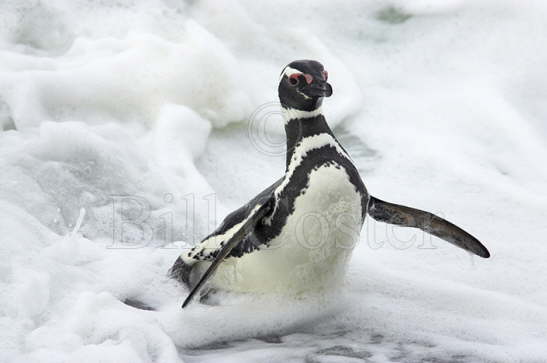 Magellanic Penguin in surf