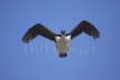 Antarctic Shag in Flight