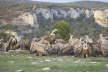 Griffon Vultures Feeding