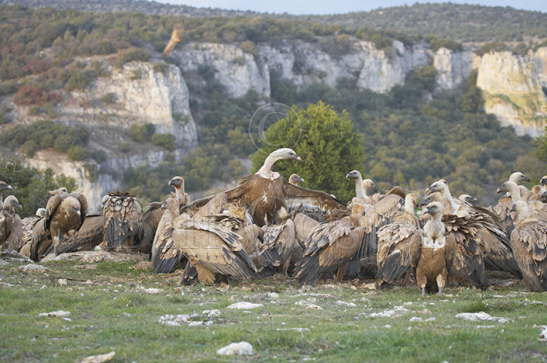 Griffon Vultues on carcass