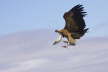 Griffon Vulture landing