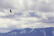 Grffon Vulture