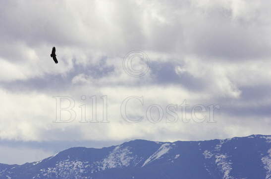 Grffon Vulture