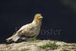 Egyptian Vulture