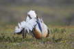 Great Bustard Displaying