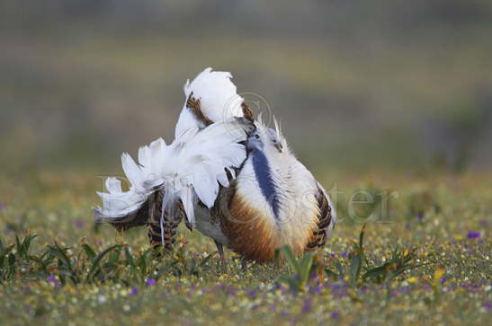 Great Bustard displaying