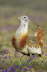 Great Bustard