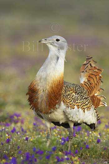 Great Bustard