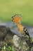 Hoopoe