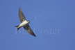 House Martin in Flight