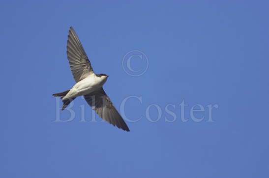 House Martin