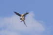 Lammergeier fighting
