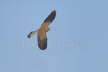 Lesser Kestrel Male