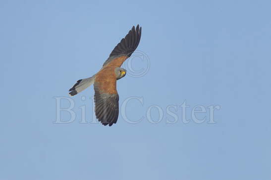 Lesser Kestrel