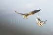 Lesser Kestrel Pair Playfighting