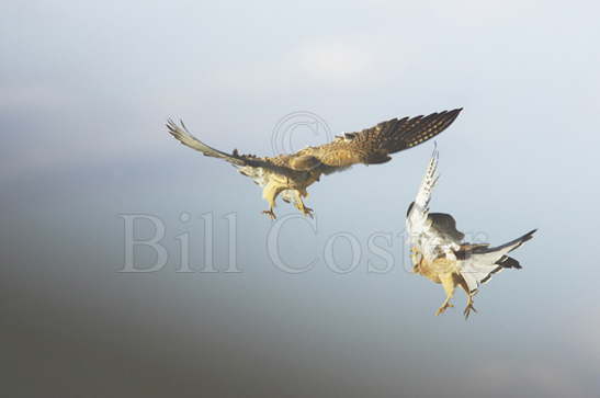 Lesser Kestrel playfighting