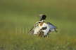 Little Bustard display