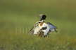 Little Bustard Displaying