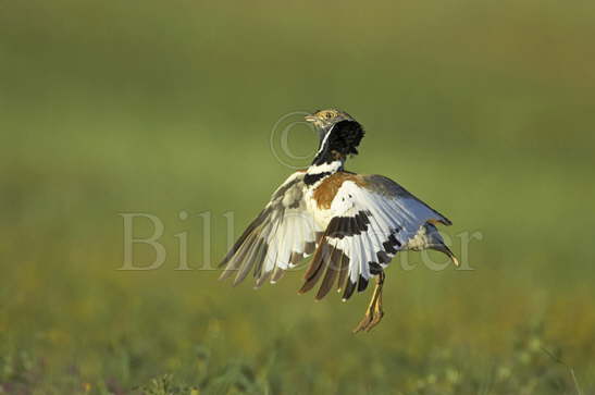 Little Bustard display