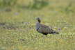 Black-bellied Sandgrouse