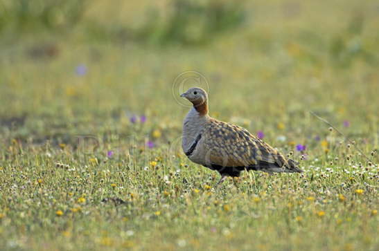 Black-bellied Sandgrouse