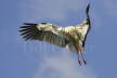 White Stork landing