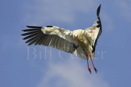 White Stork landing