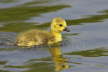 Duckling