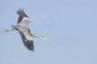 Grey Heron in Flight