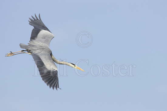 Grey Heron in Flight