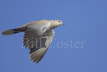 Collared Dove in Flight