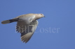 Collared Dove in Flight